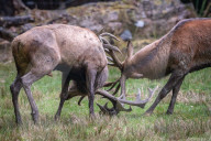 FEATURE - Die Brunft der Rothirsche