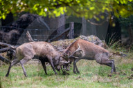 FEATURE - Die Brunft der Rothirsche