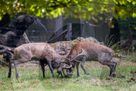 FEATURE - Die Brunft der Rothirsche