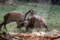 FEATURE - Die Brunft der Rothirsche