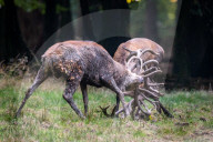 FEATURE - Die Brunft der Rothirsche