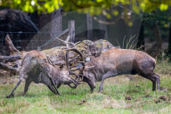 FEATURE - Die Brunft der Rothirsche
