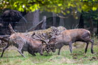 FEATURE - Die Brunft der Rothirsche