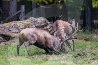 FEATURE - Die Brunft der Rothirsche