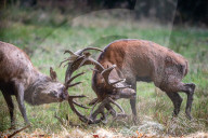 FEATURE - Die Brunft der Rothirsche