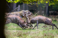 FEATURE - Die Brunft der Rothirsche