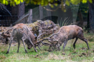 FEATURE - Die Brunft der Rothirsche