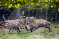 FEATURE - Die Brunft der Rothirsche