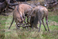 FEATURE - Die Brunft der Rothirsche