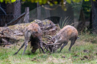 FEATURE - Die Brunft der Rothirsche