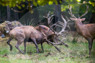FEATURE - Die Brunft der Rothirsche