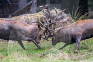 FEATURE - Die Brunft der Rothirsche