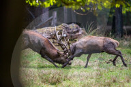 FEATURE - Die Brunft der Rothirsche