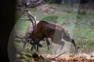 FEATURE - Die Brunft der Rothirsche