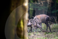 FEATURE - Die Brunft der Rothirsche