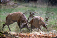 FEATURE - Die Brunft der Rothirsche