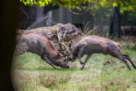 FEATURE - Die Brunft der Rothirsche