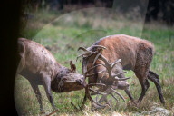 FEATURE - Die Brunft der Rothirsche