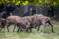 FEATURE - Die Brunft der Rothirsche