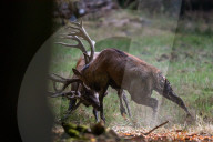 FEATURE - Die Brunft der Rothirsche