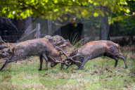 FEATURE - Die Brunft der Rothirsche