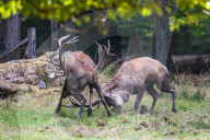 FEATURE - Die Brunft der Rothirsche