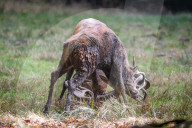 FEATURE - Die Brunft der Rothirsche