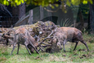 FEATURE - Die Brunft der Rothirsche