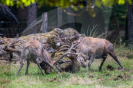 FEATURE - Die Brunft der Rothirsche