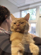 FEATURE - Saul oder Grumpy Cat 2.0