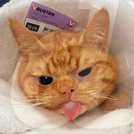 FEATURE - Saul oder Grumpy Cat 2.0
