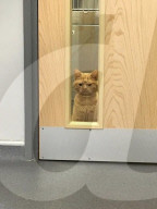 FEATURE - Saul oder Grumpy Cat 2.0