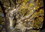 FEATURE - Herbststimmungen von David Levene