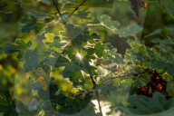 FEATURE - Herbststimmungen von David Levene