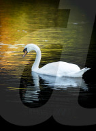 FEATURE - Herbststimmungen von David Levene