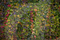 FEATURE - Herbststimmungen von David Levene