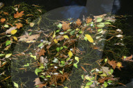 FEATURE - Herbststimmungen von David Levene