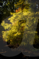 FEATURE - Herbststimmungen von David Levene