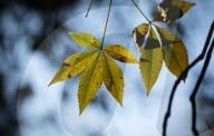 FEATURE - Herbststimmungen von David Levene