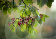 FEATURE - Herbststimmungen von David Levene