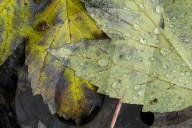 FEATURE - Herbststimmungen von David Levene