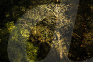 FEATURE - Herbststimmungen von David Levene