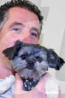 FEATURE - Die hübscheste Hundekreuzung Grossbritanniens: Chihuahua und Shih Tzu