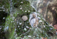 FEATURE - Pix of the Day: Bilder des Tages