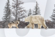 FEATURE - Wolf trifft Eisbär
