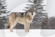FEATURE - Wolf trifft Eisbär