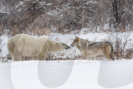 FEATURE - Wolf trifft Eisbär