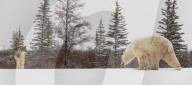 FEATURE - Wolf trifft Eisbär