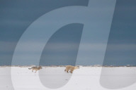 FEATURE - Wolf trifft Eisbär