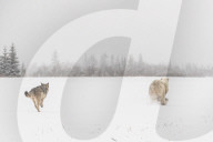 FEATURE - Wolf trifft Eisbär